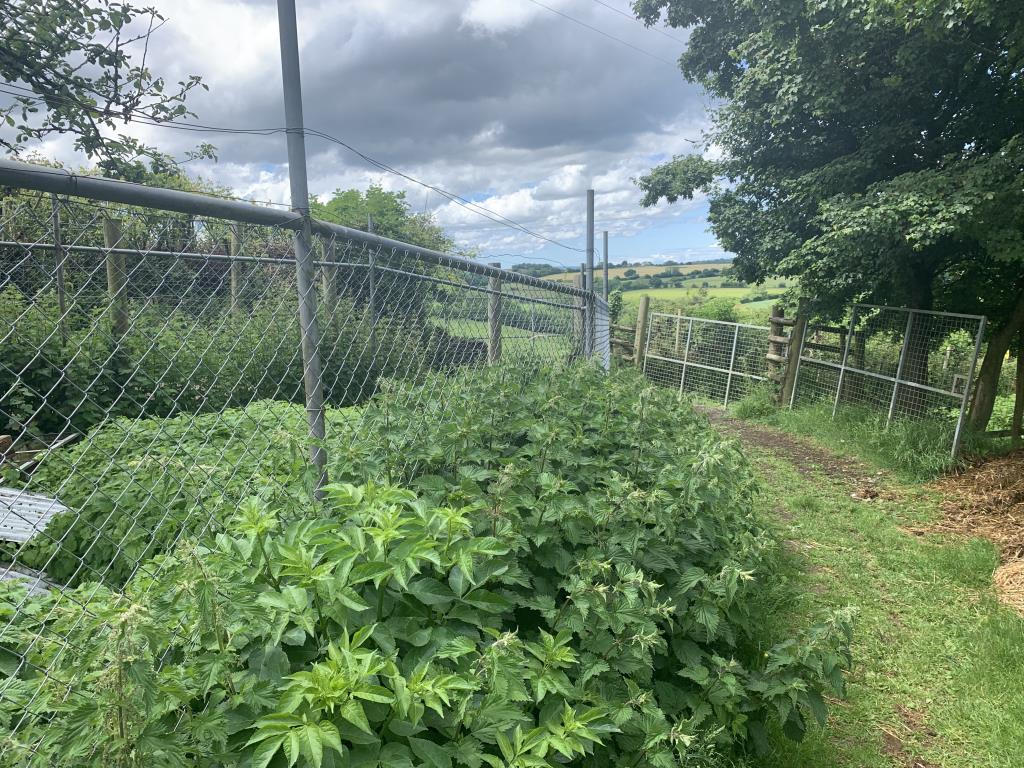 Lot: 4 - AGRICULTURAL BARNS OVER 36 ACRES OF PASTURE LAND -